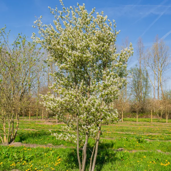 Amelanchier 'Ballerina' &ndash; Rosaceae