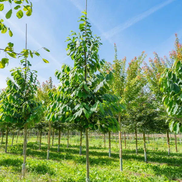 Asimina triloba &ndash; Annonaceae