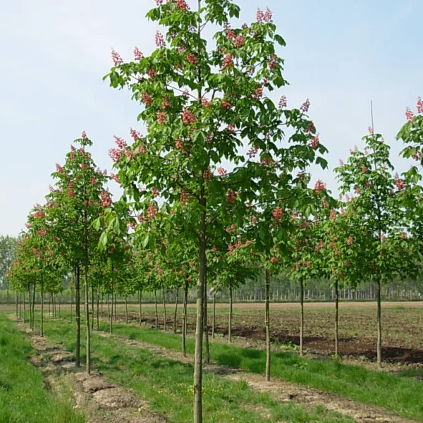 Aesculus ×carnea – Hippocastanaceae