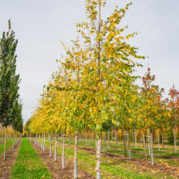 Betula nigra 'Heritage' &ndash; Betulaceae