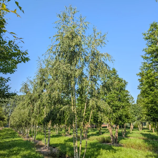 Betula pendula 'Laciniata' &ndash; Betulaceae