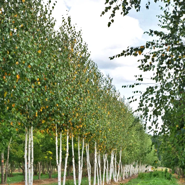 Betula utilis 'Doorenbos' &ndash; Betulaceae