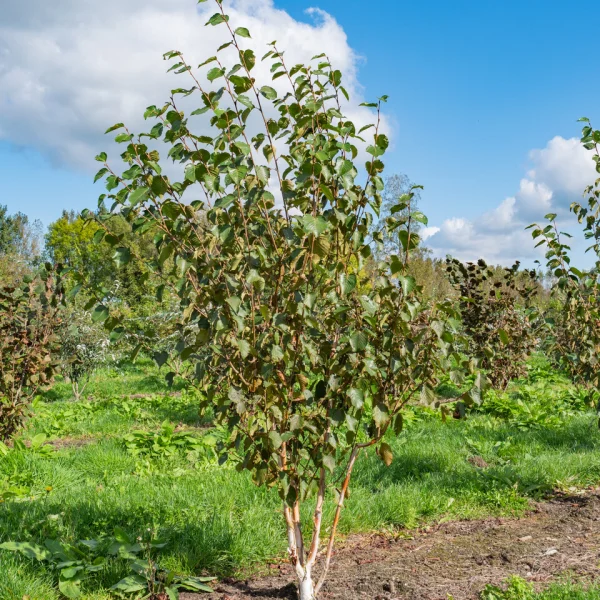 Betula utilis 'Grayswood Ghost' &ndash; Betulaceae