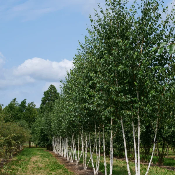 Betula utilis var. jacquemontii &ndash; Betulaceae