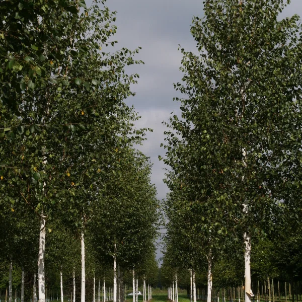 Betula utilis var. jacquemontii – Betulaceae