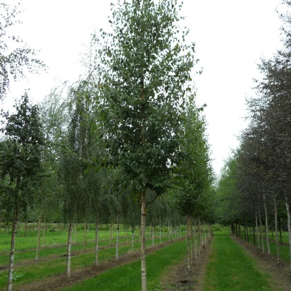 Betula ermanii – Betulaceae