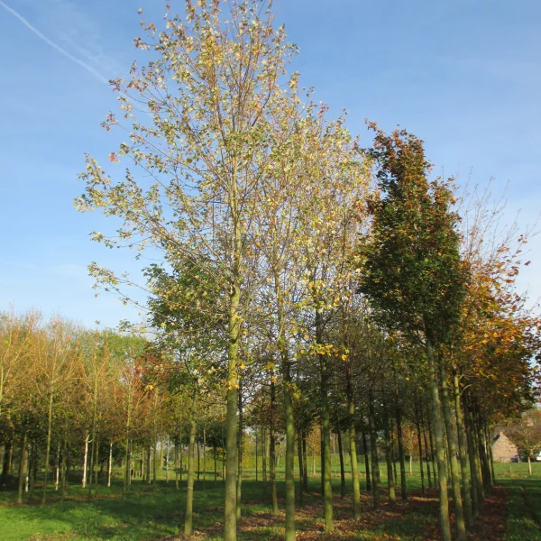 Acer ×freemanii 'Elegant' – Aceraceae