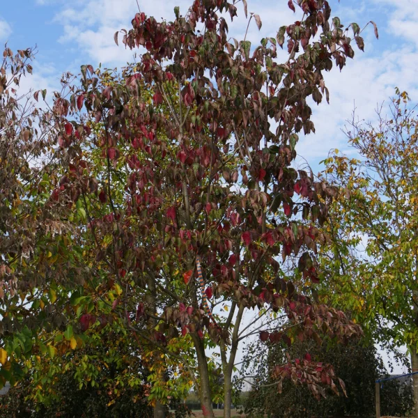 Cornus VENUS ('KN30 8') – Cornaceae