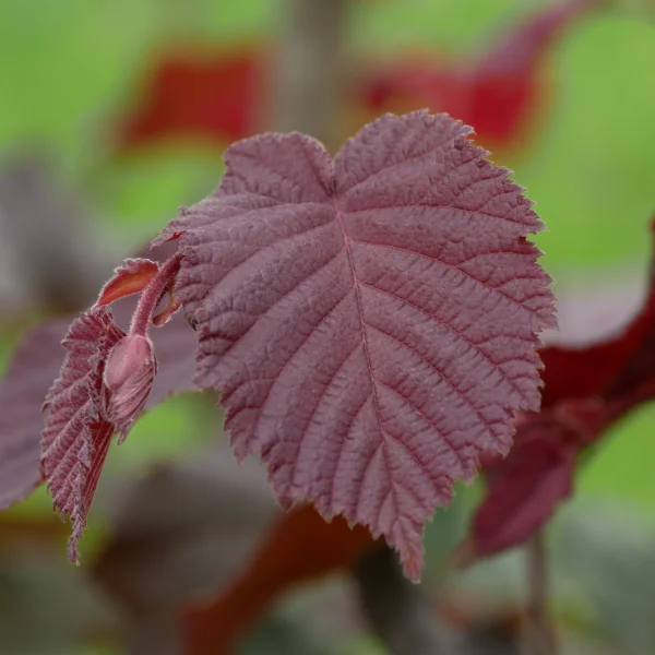 Corylus ×colurnoides 'Melchior' – Betulaceae