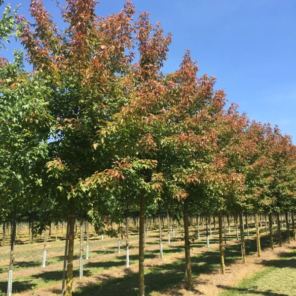 Acer negundo 'Sensation' – Sapindaceae