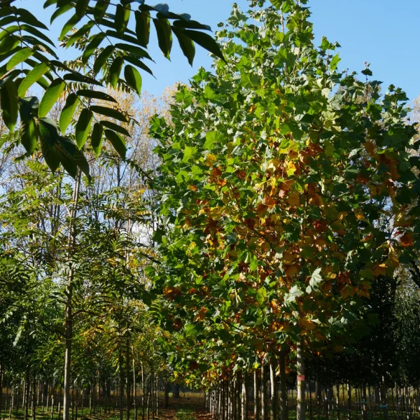 Platanus ×hispanica 'El Gordo' – Platanaceae