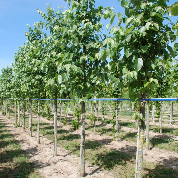 Tilia tuan var. chenmoui – Malvaceae