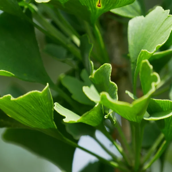 Ginkgo biloba 'Obelisk' – Ginkgoaceae