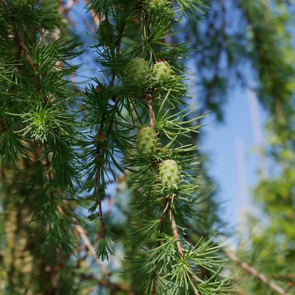 Larix kaempferi 'Pendula Boomaerts' – Pinaceae