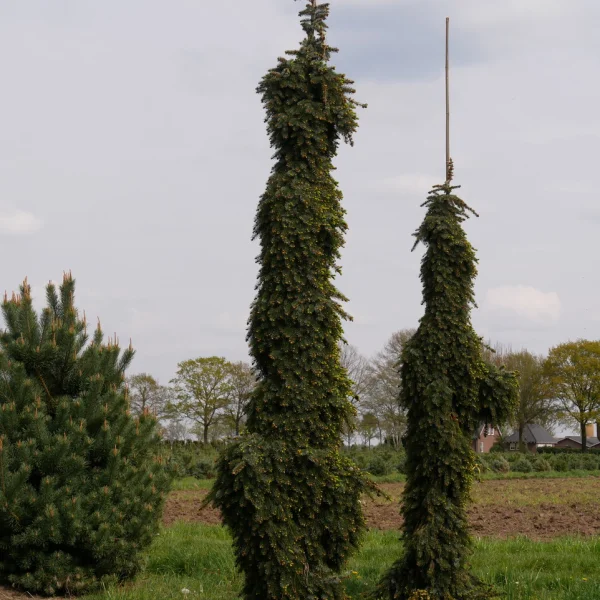 Picea omorika 'Pendula' – Pinaceae
