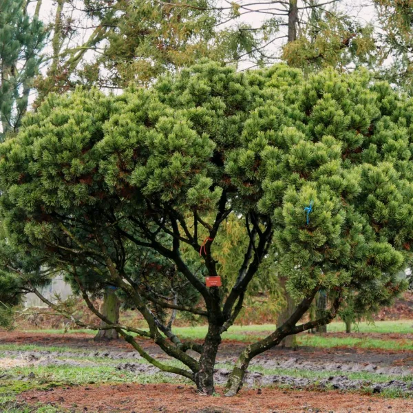 Pinus mugo mughus – Pinaceae