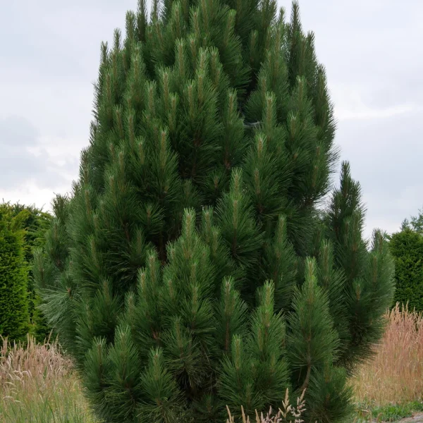 Pinus nigra 'Sinfonia' – Pinaceae