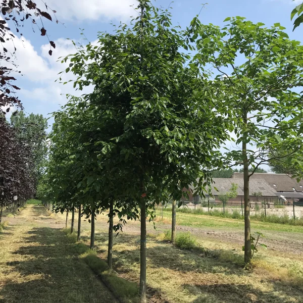 Fagus sylvatica 'Grandidentata' – Fagaceae