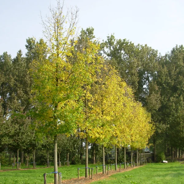 Fraxinus pennsylvanica – Oleaceae