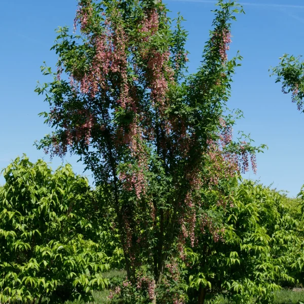 Laburnocytisus adamii – Fabaceae