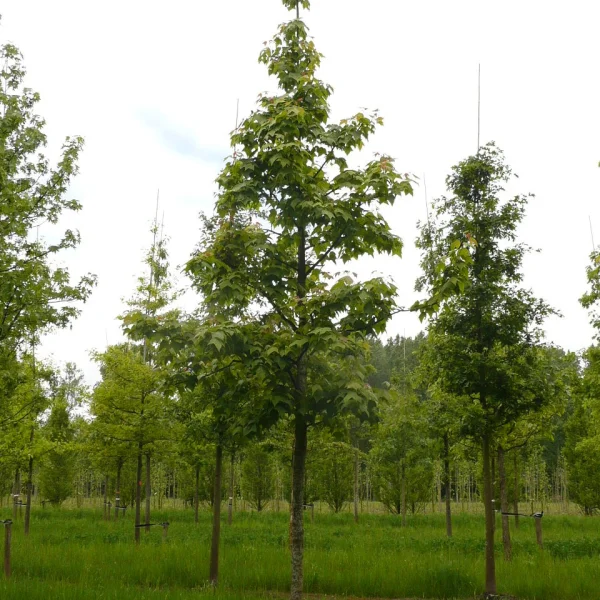 Liquidambar formosana – Hamamelidaceae