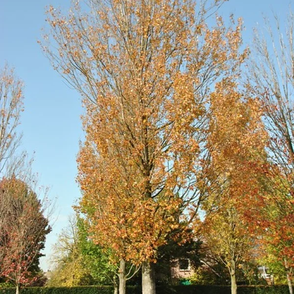 Acer rubrum 'Gerling' – Aceraceae