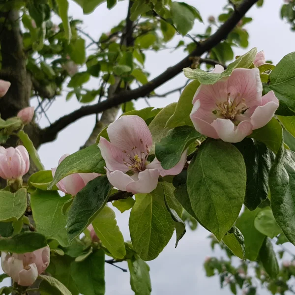 Cydonia oblonga 'Champion' – Rosaceae