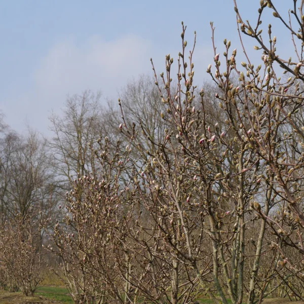 Magnolia ×soulangeana 'Satisfaction' – Magnoliaceae