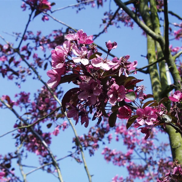 Malus 'Liset' – Rosaceae