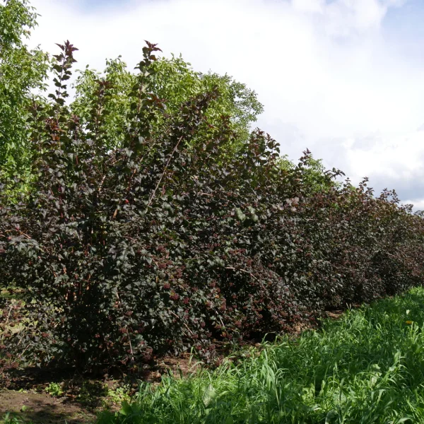 Physocarpus opulifolius 'Diabolo' – Rosaceae