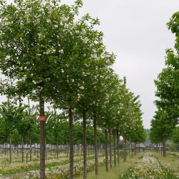 Prunus cerasus 'Rhexii' – Rosaceae