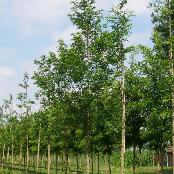 Robinia ambigua 'Decaisneana' – Fabaceae
