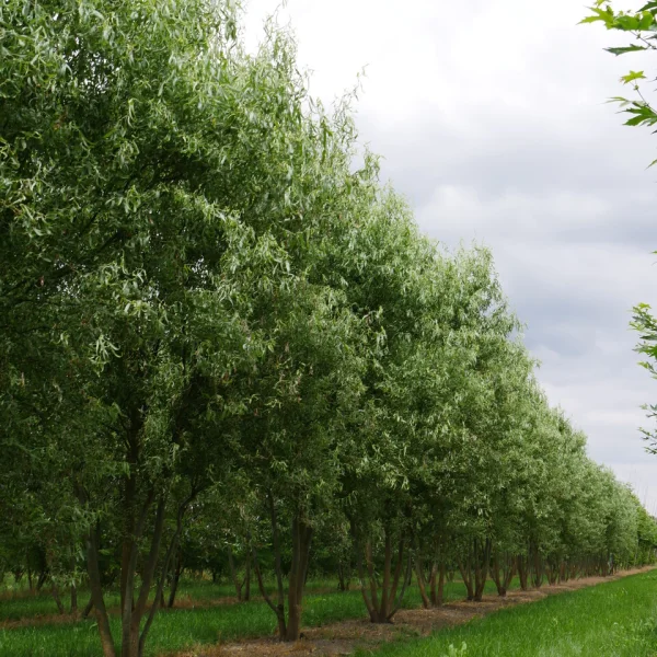Salix babylonica 'Tortuosa' – Salicaceae