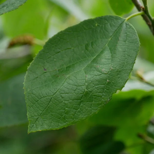 Sinowilsonia henryi – Hamamelidaceae