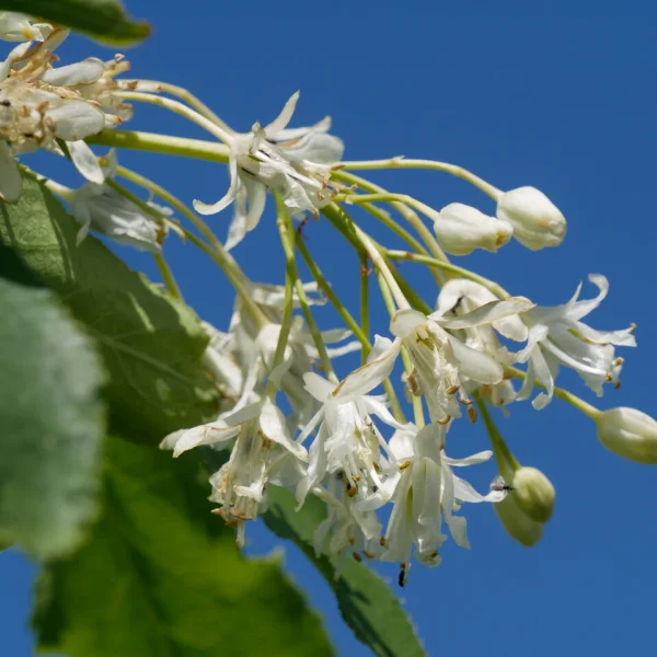 Staphylea trifolia – Staphyleaceae
