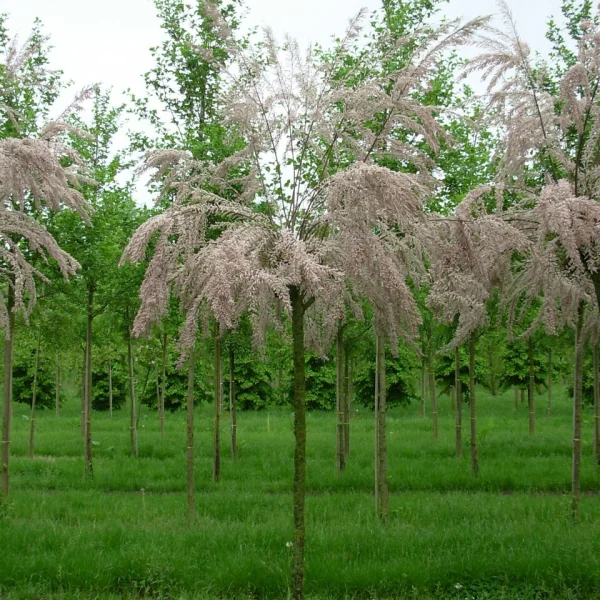 Tamarix gallica – Tamaricaceae