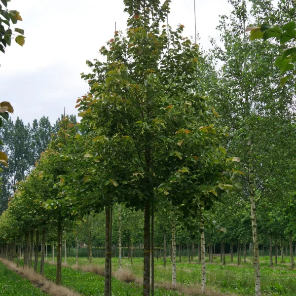 Tilia henryana – Tiliaceae