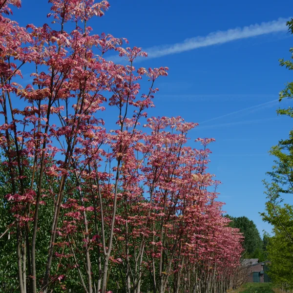 Toona sinensis – Meliaceae