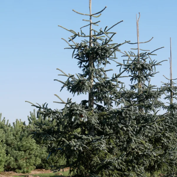 Abies pinsapo 'Glauca' – Pinaceae