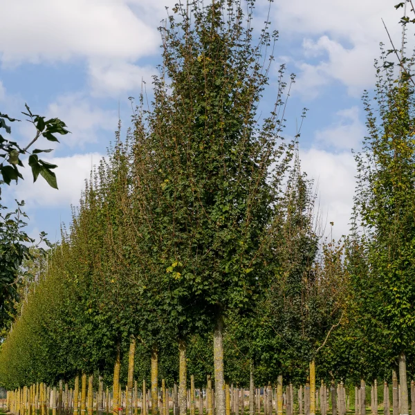 Acer campestre 'Red Shine' – Aceraceae
