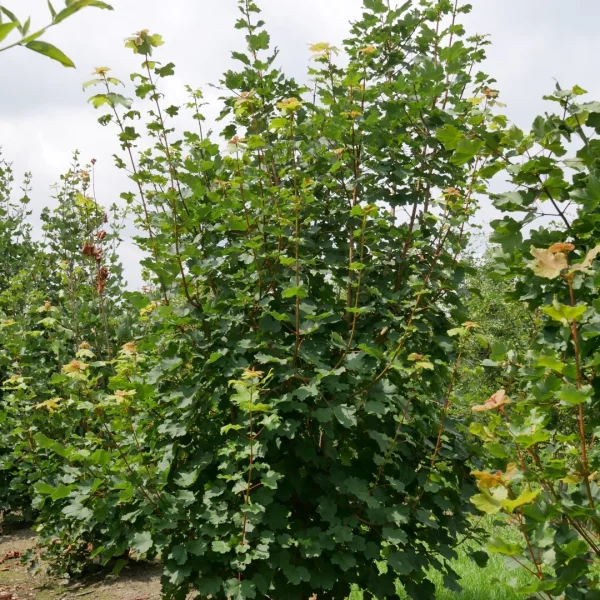 Acer opalus – Sapindaceae