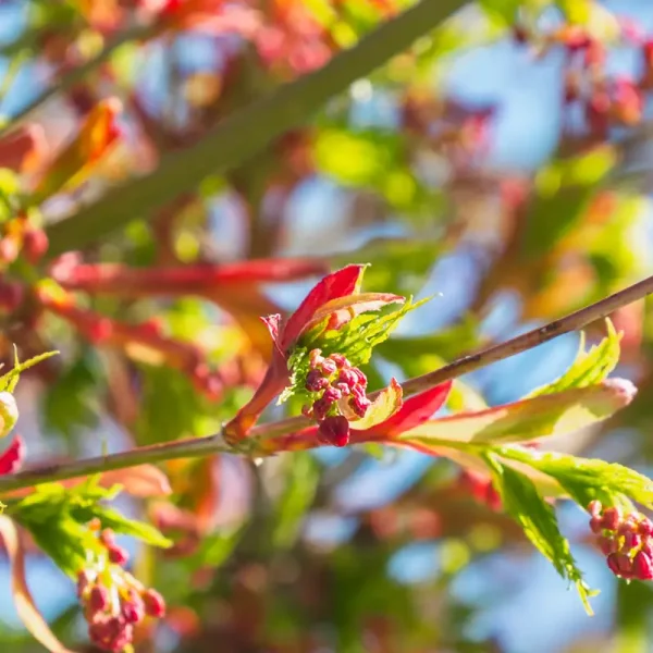 Acer palmatum – Aceraceae