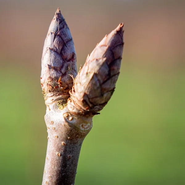 Aesculus glabra 'April Wine' – Sapindaceae