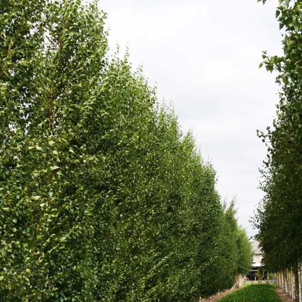 Betula pendula FASTIGIATA JOES ('Jolep1') – Betulaceae