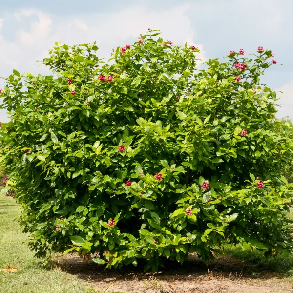 Calycanthus ×raulstonii 'Aphrodite' – Calycanthaceae