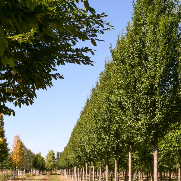 Carpinus betulus 'Lucas' – Betulaceae
