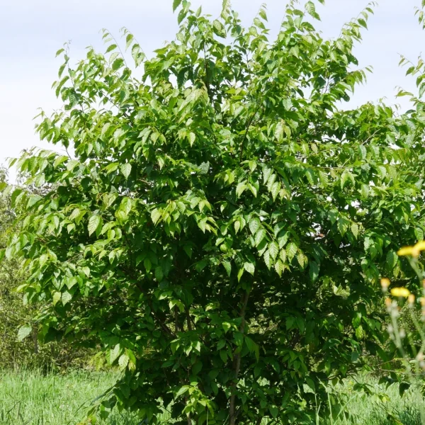 Carpinus caroliniana 'Red Fall' – Betulaceae