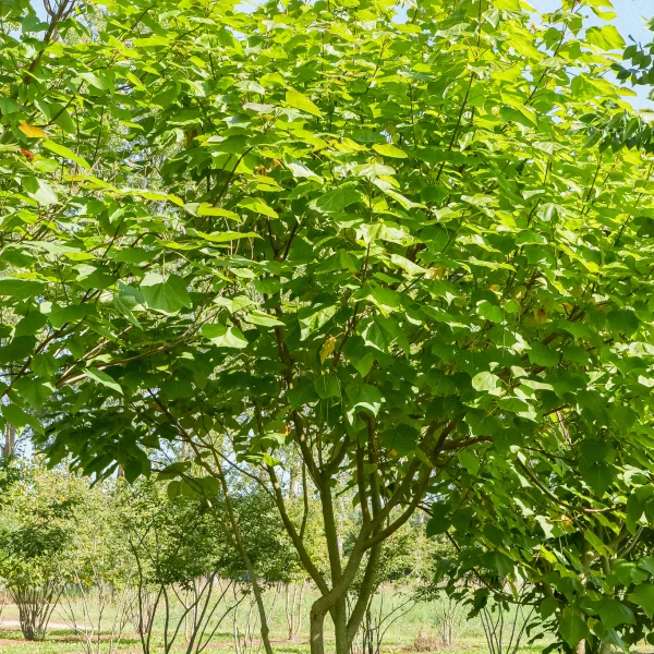 Catalpa ×erubescens 'Purpurea' – Bignoniaceae