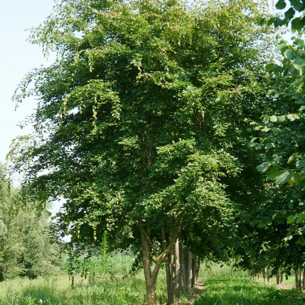 Carpinus henryana – Betulaceae