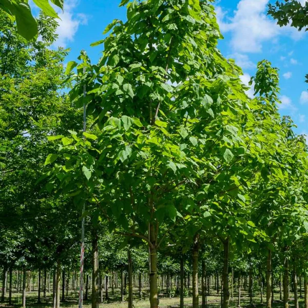 Catalpa speciosa – Bignoniaceae